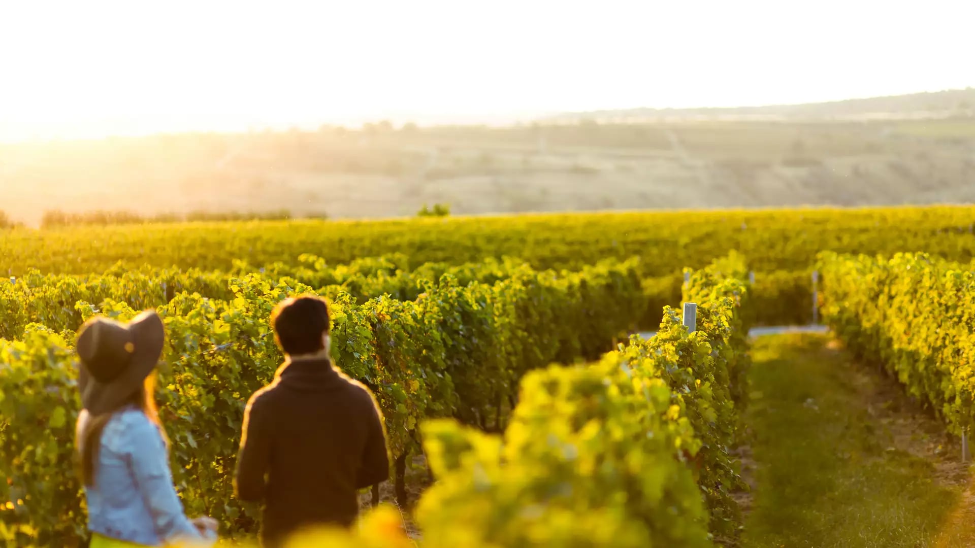 Couple walking through a vineyard in the golden sunshine