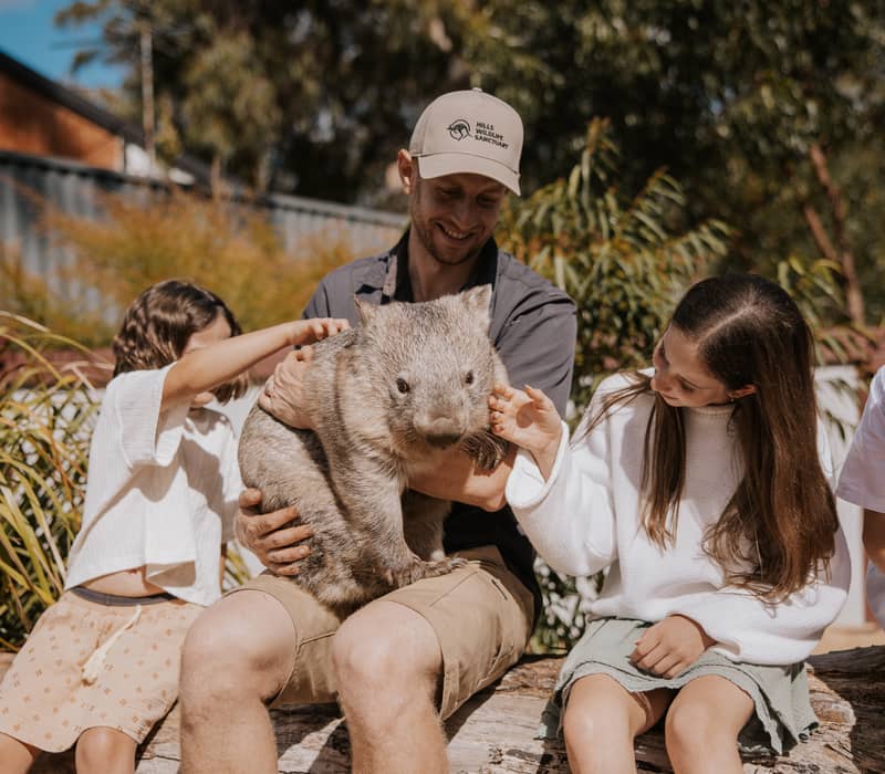 A sanctuary keeper and children gently patting a large common wombat on a log.