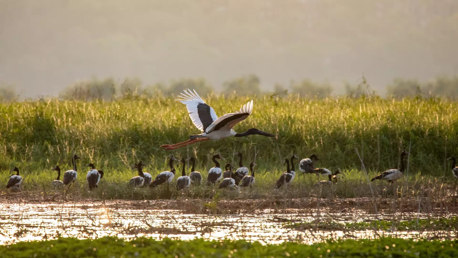 A Black-necked Stork takes flight over the lily-covered waters of the Arafura Swamp in the Northern Territory. This vast wetland system in Arnhem Land is a vital sanctuary for waterbirds and a key highlight of the Journey Beyond wilderness experience.