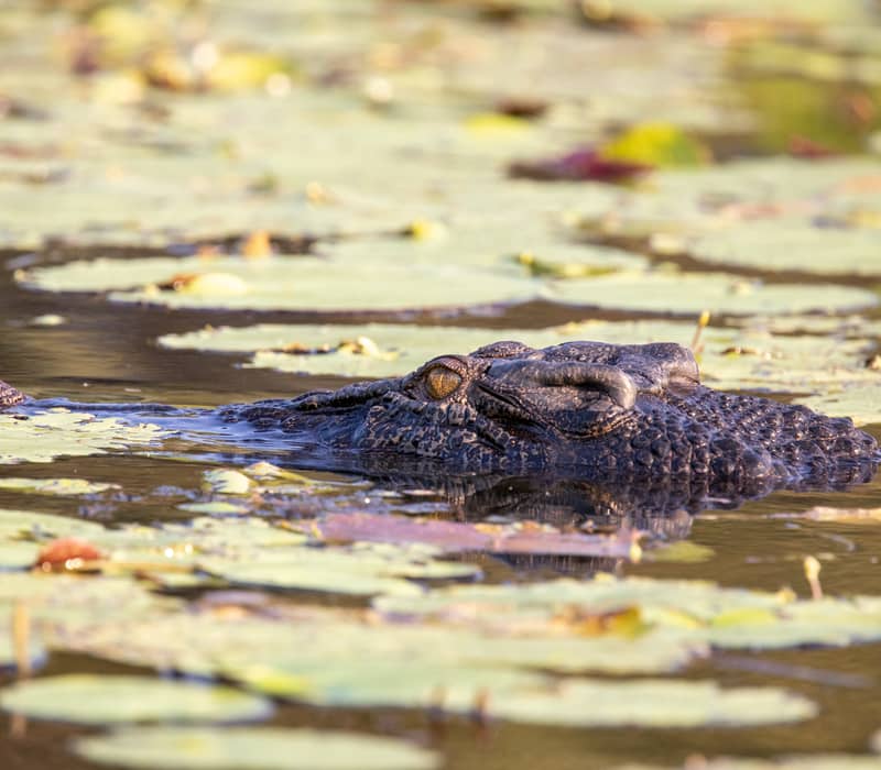 A large Saltwater Crocodile's head and eye visible above the water line, surrounded by green lily pads in a sunlit swamp.