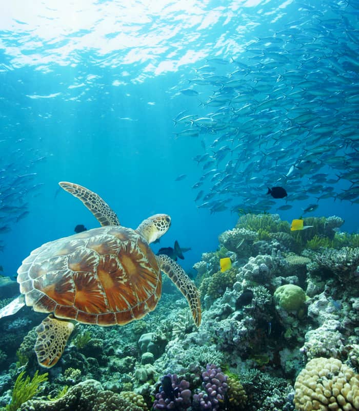 Mandatory credit Tourism Port Douglas and Daintree (3).jpg