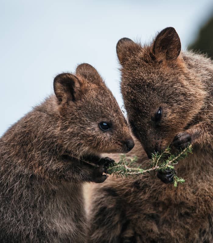 Quokka_1601438530.jpg