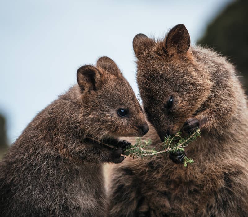Quokka_1601438530.jpg