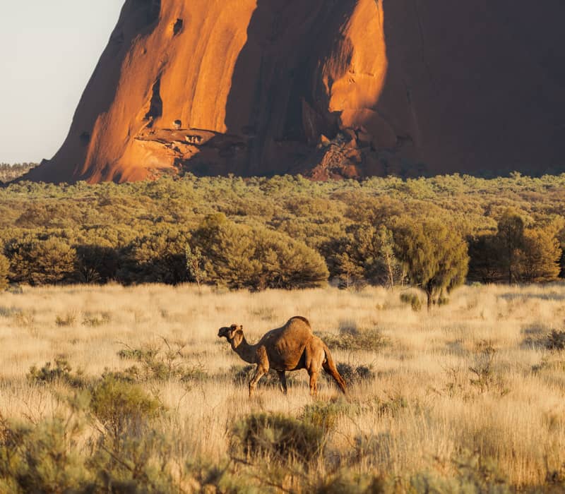 A lone camel walks through the golden desert grass of the Red Centre, with the massive, sun-drenched face of Uluru providing a dramatic backdrop.