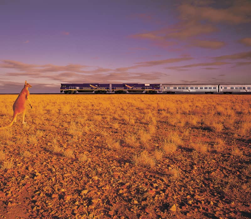 A cinematic hero shot of the iconic Indian Pacific train traversing the vast, golden plains of the Australian outback at sunset, with a kangaroo in the foreground.