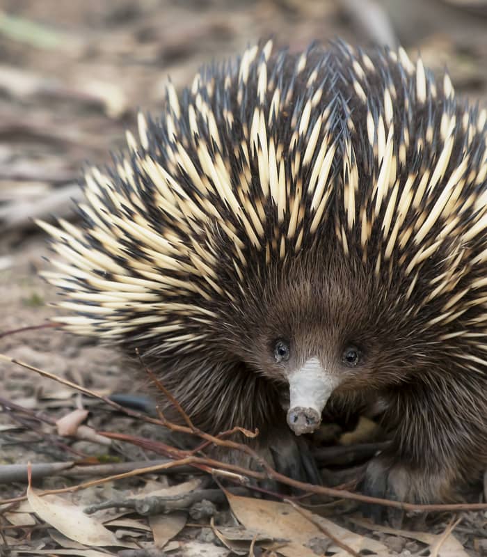 echidna_164824526.jpg